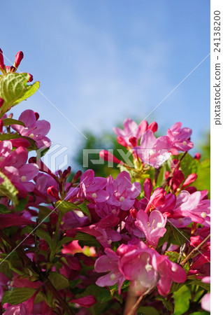 Beniougu shining in the blue sky 24138200