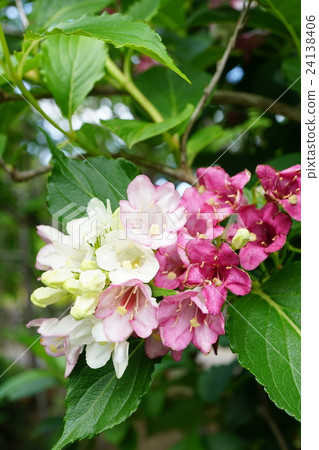 Hakone ututi changing color 24138406