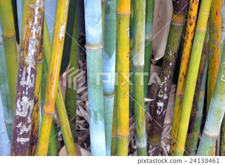 Stand of colourful Bamboo stems 24138461