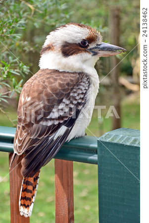 Australian Kookaburra perched on a backyard fence 24138462