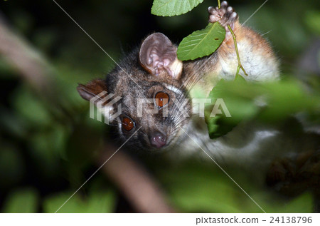 Cute and curious Australian Ringtail Possum 24138796