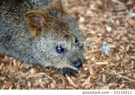 Quokka (Setonix brachyurus), small kangaroo 24138912