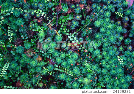 Enchanting emerald green moss ground cover Enchanting emerald green moss ground cover 24139281