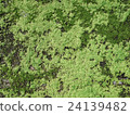Green leaves of moss. 24139482
