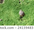 Snail on green leaves of moss. 24139483