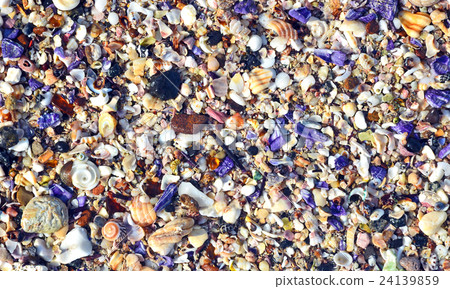 Beach sand covered in colorful seashells 24139859