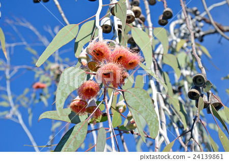 Pink gum tree (Corymbia) blossoms 24139861
