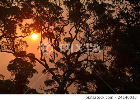 Sunset behind giant gumtree (Eucalyptus tree) 24140036