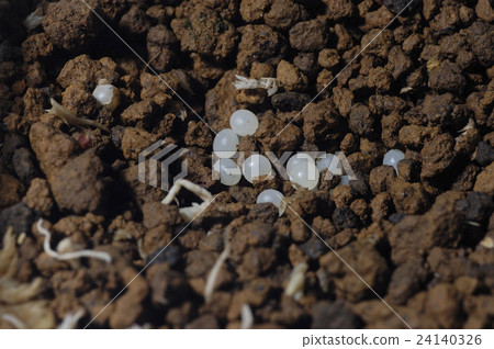 Egg snail of Nippon maimai Egg snail of Nippon maimai 24140326