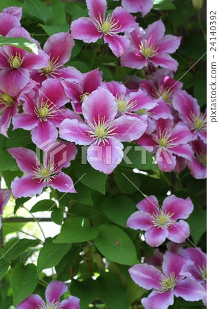 White and pink clematis 24140392