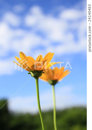夏天花，夏天向日葵，公主向日葵，黃色小的花 24140463