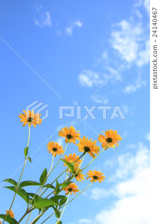 Summer flowers, sunflowers, blue sky and princess sunflowers, small yellow flowers 24140467