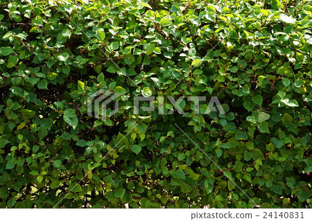 Tree of Bougainvillea, Bougain Villea (Bougainvillea) 24140831