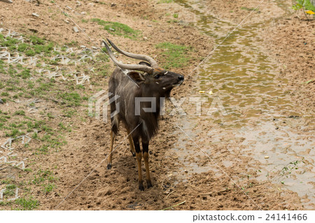 Male nyalas looking something 24141466