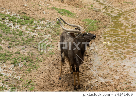 Male nyalas looking something 24141469