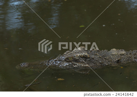 Close up saltwater crocodile waiting in the water Close up saltwater crocodile waiting in the water 24141642