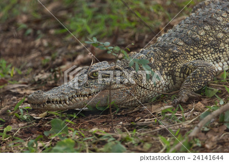Caiman crocodile waiting on the land 24141644