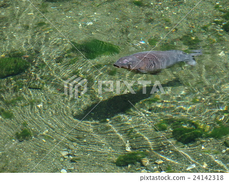 鯉魚 鯉魚 24142318