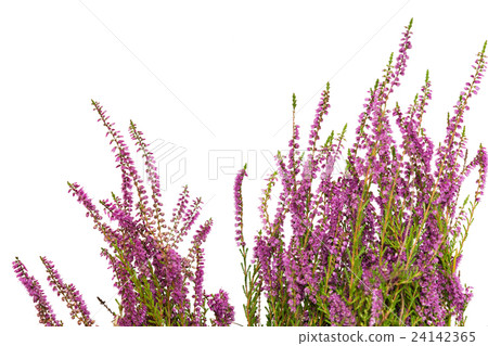 Heather isolated on white background. 24142365