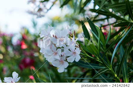 oleander flowers 24142842