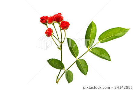 small red roses isolated 24142895