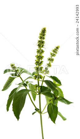 basil isolated basil isolated 24142993
