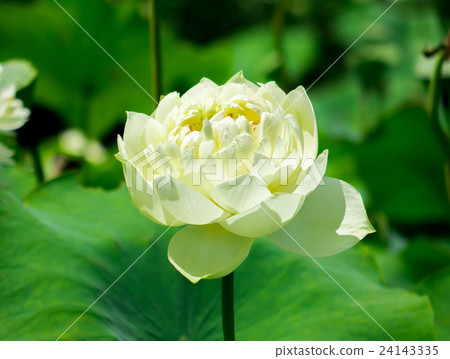 白蓮花 24143335