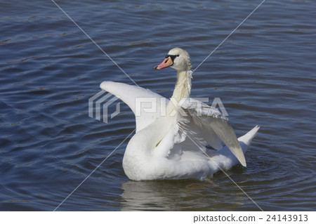 Cobb swans Cobb swans 24143913