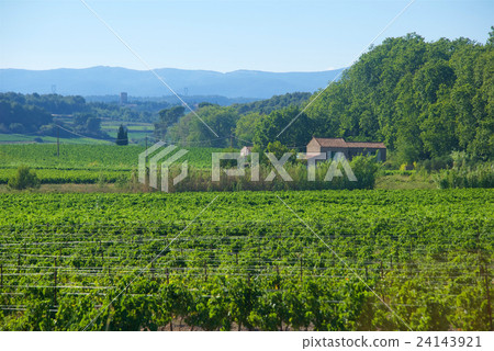 Vineyards of the South Buddha Vineyards of the South Buddha 24143921