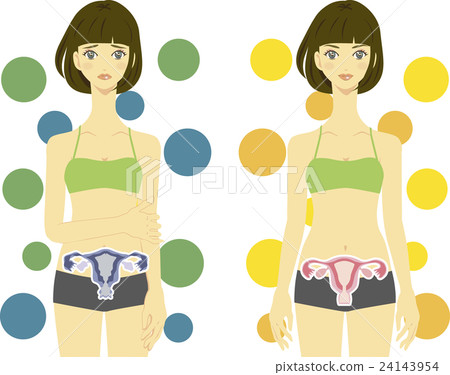 Female uterus image 2 Female uterus image 2 24143954