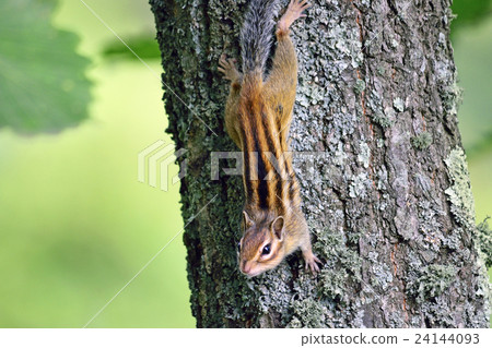 small chipmunk on trunk 24144093