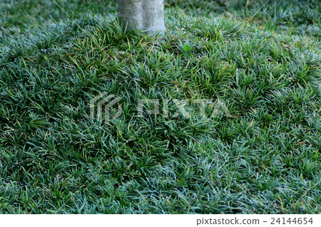 Ground Covered Plant Dragon S Beard Stock Photo