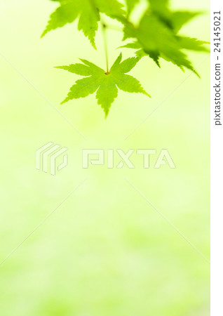 新鮮的綠楓 新鮮的綠楓 24145021