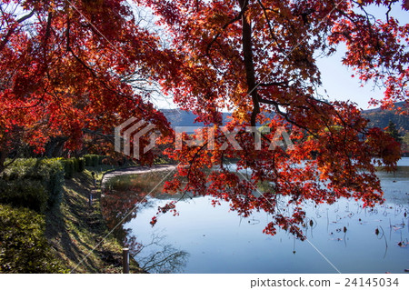Autumn leaves of Owakuji Osawa pond 24145034