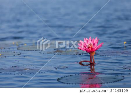 Pink water lily or lotus. 24145109