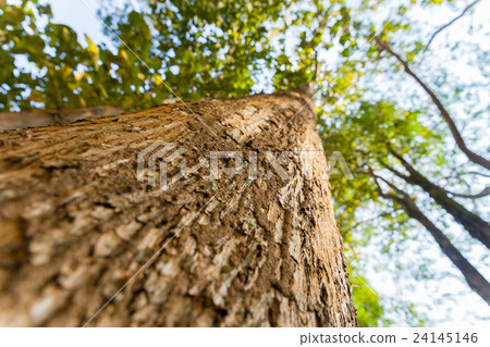 Big tree and green Leaves bottom view background. 24145146