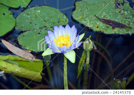 Purple waterlily (Nymphaea) flower  24145378