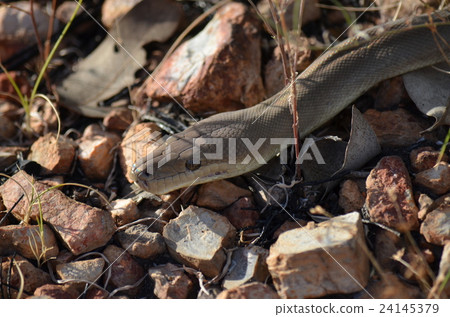 Australian Olive Python Australian Olive Python 24145379
