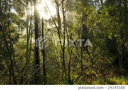 Sunlight in wet forest Sunlight in wet forest 24145380
