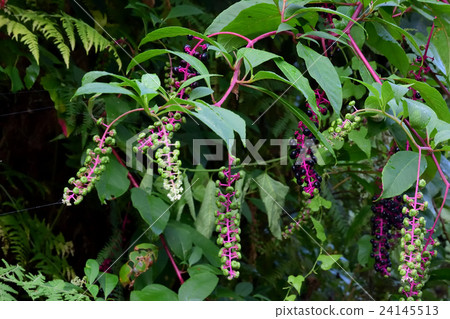 Pink stem, grape-like fruit toxic, pokeweed -3 24145513