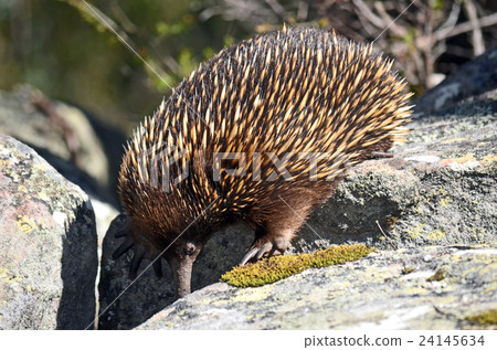 Australian Echidna searching for ants on sandstone 24145634