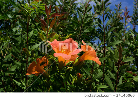 In the strong sunshine of the summer, the orange color glows, the flower of the novice kazura - 24146066