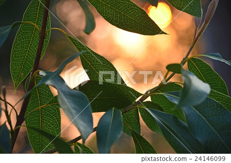 Waratah leaves backlit by sunlight at dusk 24146099