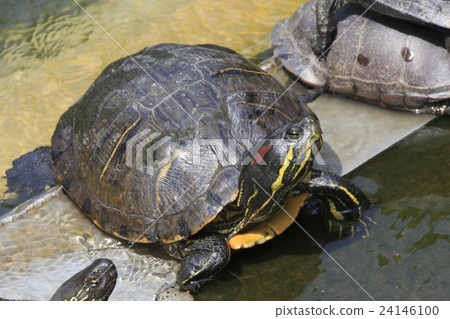 Shinobazu池塘的Midorigami Shinobazu池塘的Midorigami 24146100