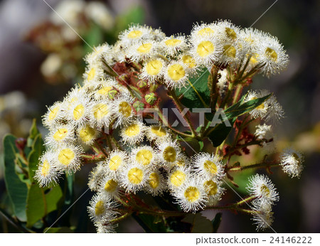 White gumtree (Angophora hispida) flowers 24146222