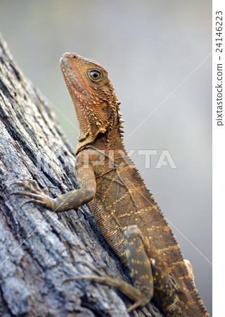 Australian Eastern Water Dragon climbing a tree Australian Eastern Water Dragon climbing a tree 24146223