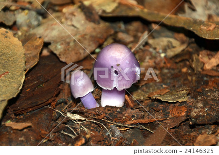 Cute purple agaric mushrooms, Cortinarius archeri Cute purple agaric mushrooms, Cortinarius archeri 24146325