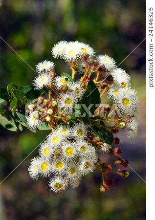 White Australian gumtree (Angophora) flowers 24146326