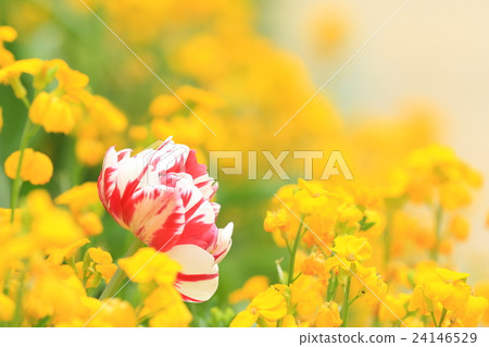 Spring flower bed 24146529