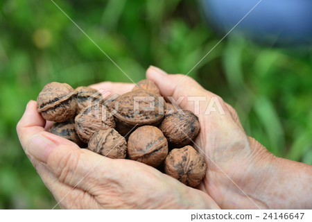 Natural blessing · walnut (sideways position) 24146647